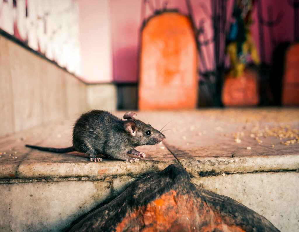 okp-india-rajasthan-exp (3)