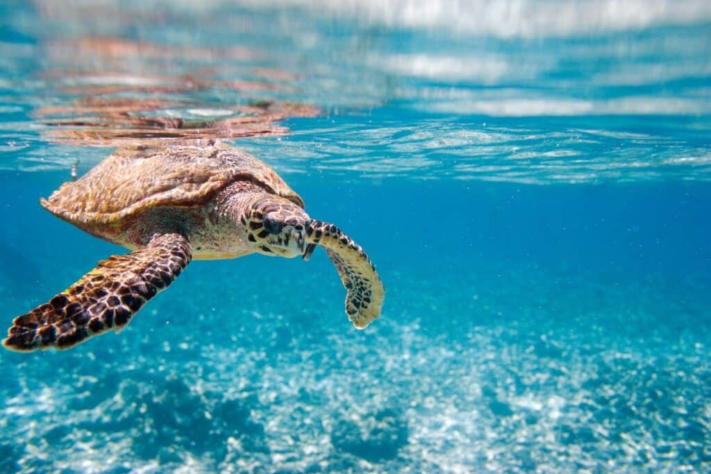 okp-filippine-turtle